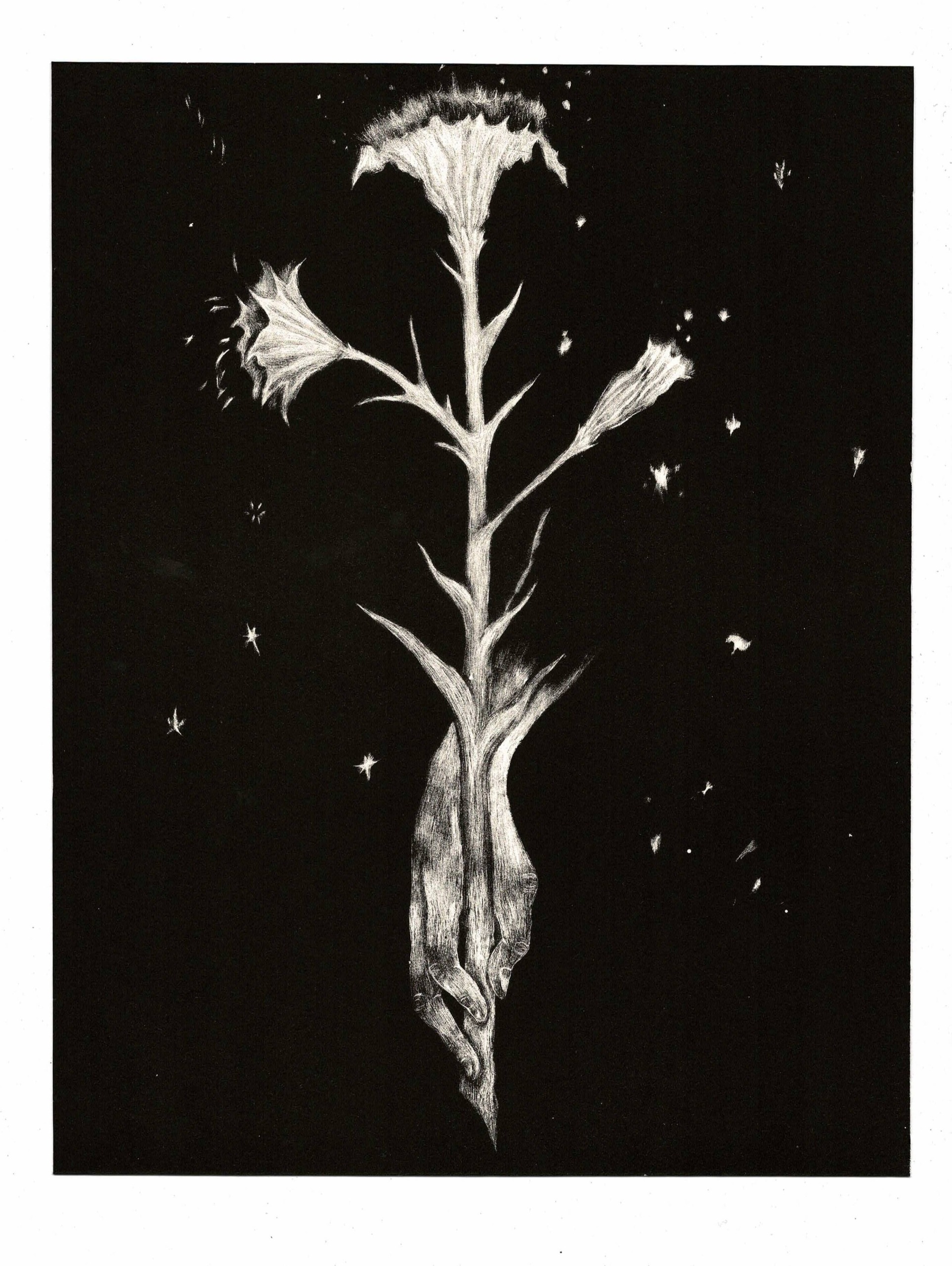 Wilhelmina Peace