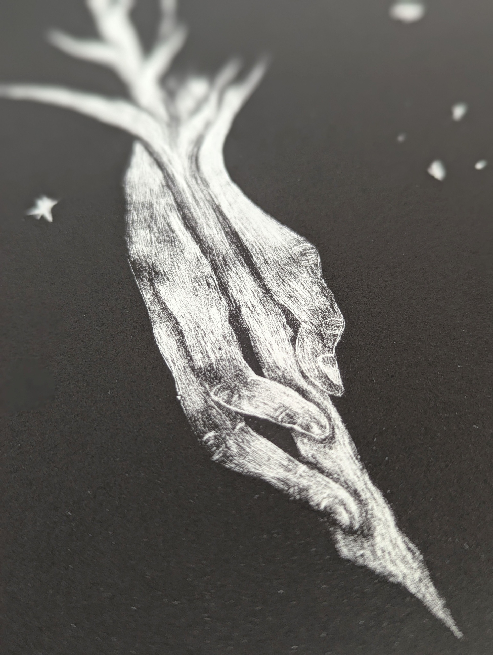 wilhelmina detail